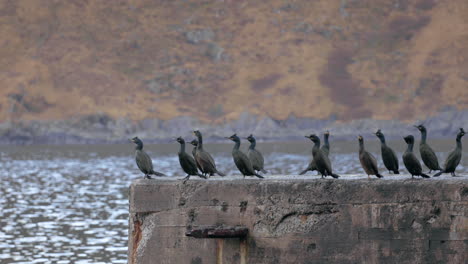 Cormoranes-Enfriándose-En-Un-Muro-De-Piedra