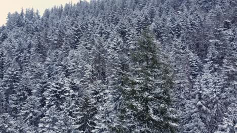 Luftumlaufbahn-Winterberglandschaft-Mit-Baum-Aus-Nächster-Nähe-Bedeckt-Mit-Schneebedecktem-Dichtem-Wald-In-Den-Vogesen-Frankreich-4k