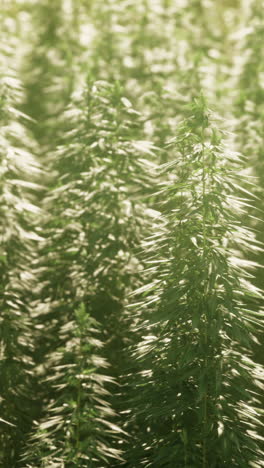 a field of hemp plants growing in the sun