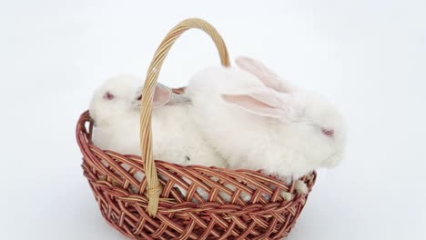 easter day and cute bunny in a basket. festive decor. happy easter!