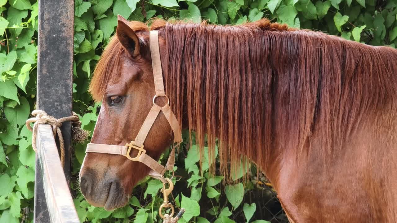 perfil de caballo marrón