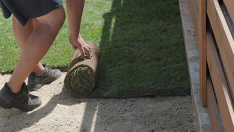 gardener laying a roll of natural lawn turf