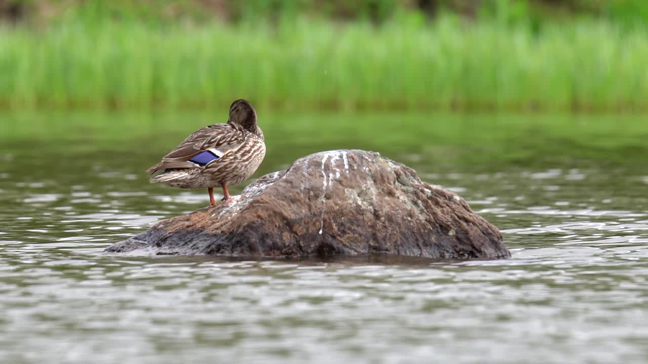 pato mallard de pie sobre una roca en medio de un lago