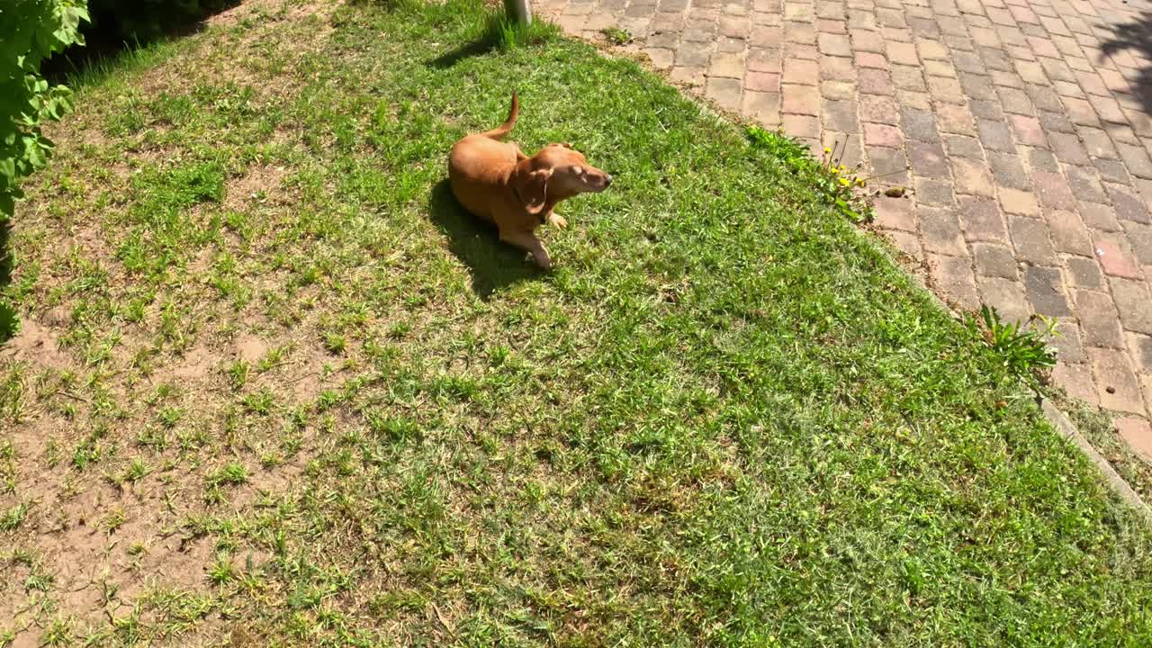 Dachshund Mix Dog Walking Outdoors on Paved Surface and Grass