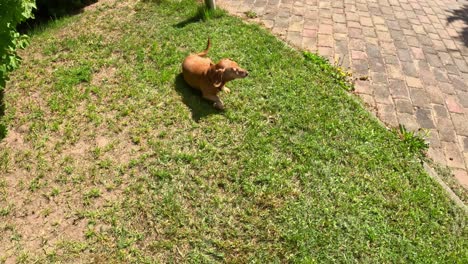 dachshund mix dog walking outdoors on paved surface and grass