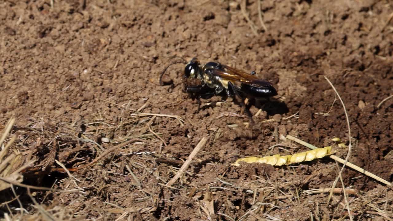 Ground Nesting Wasp Foraging in Soil