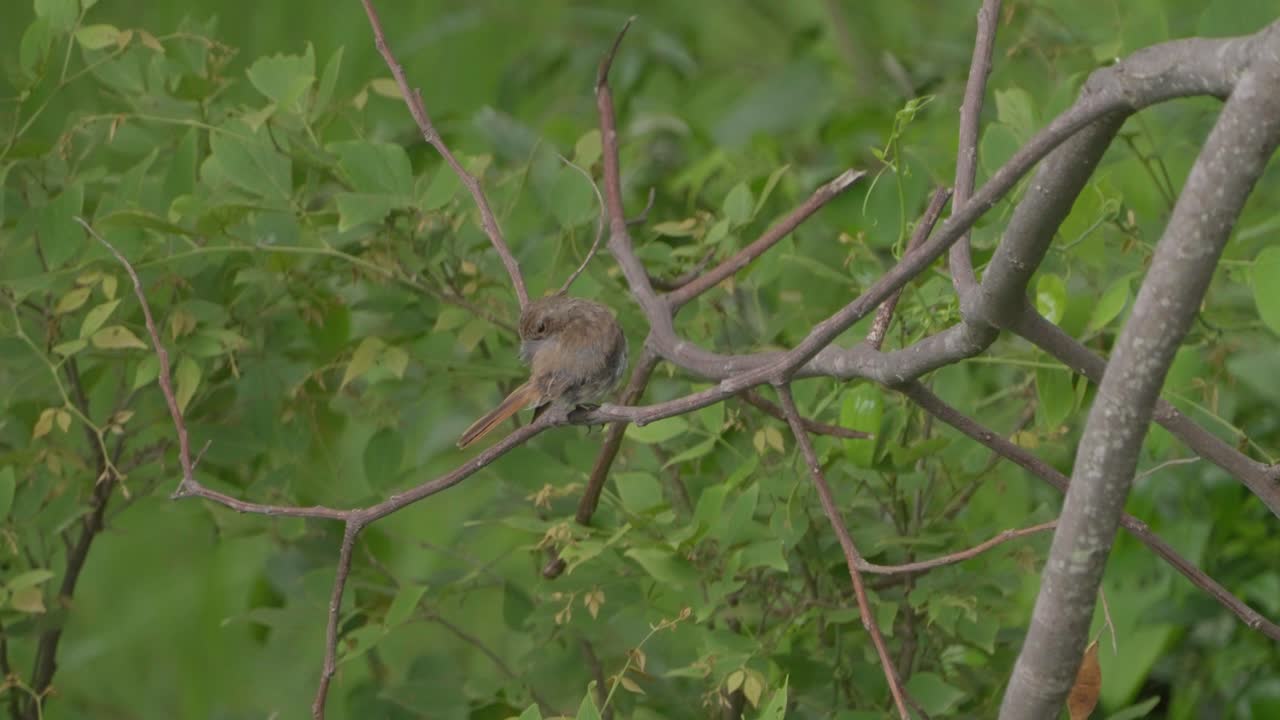 pájaros balbuceadores de garganta hinchada en nepal