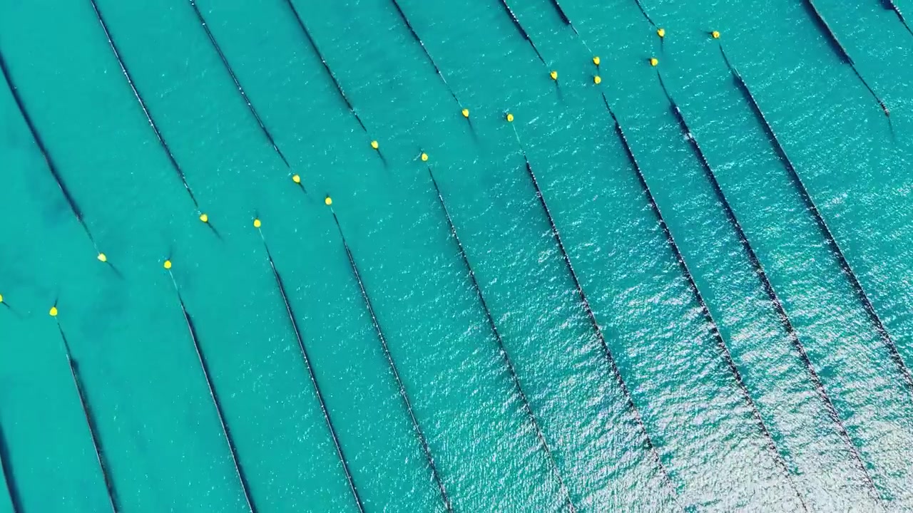 Cultivo de mexilhões exibe longas linhas de redes em água clara sob o sol perto da costa em uma área costeira durante um dia ensolarado.