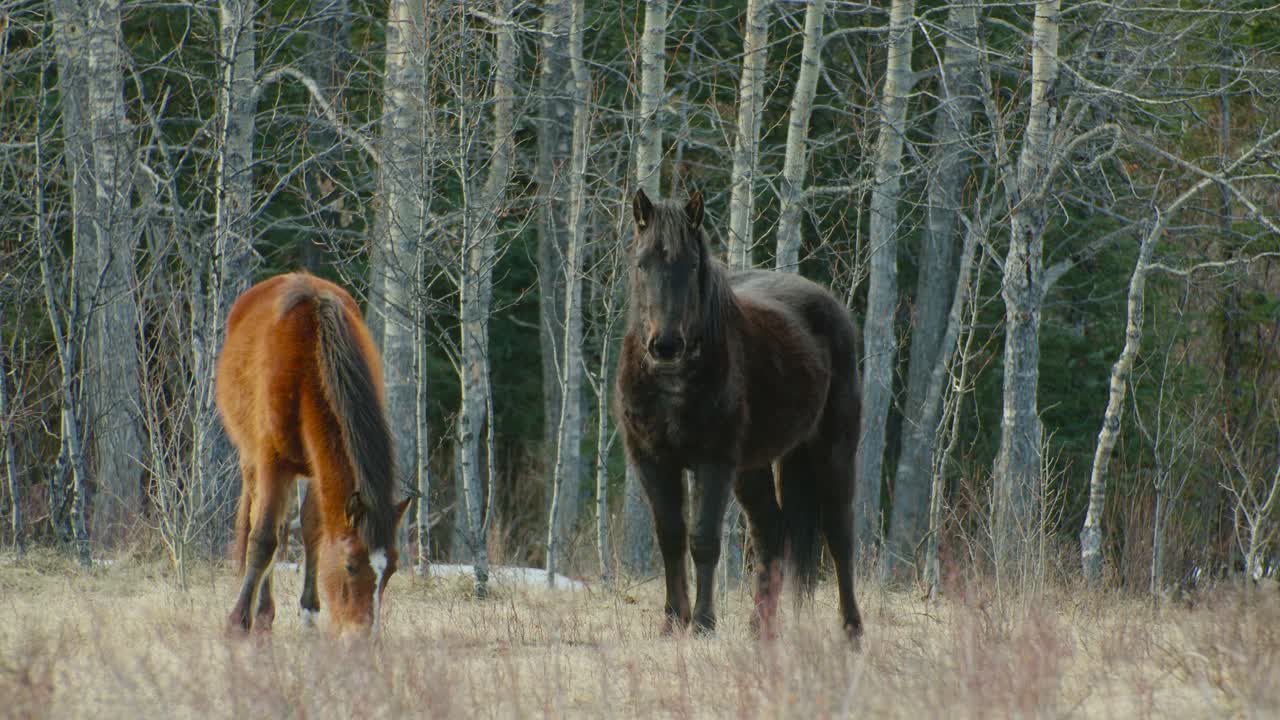 Black horse looking at camera and brown horse grazing