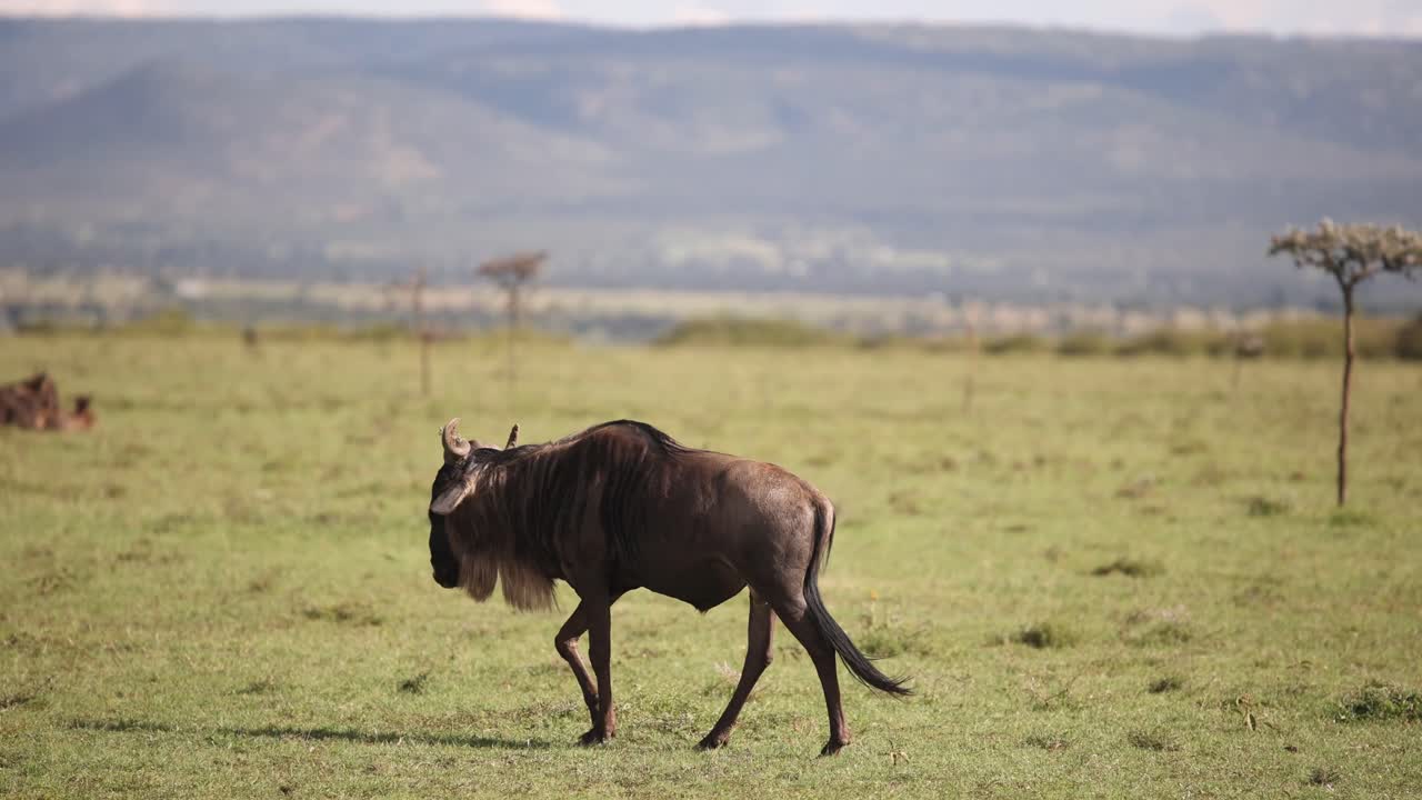 wildesbeest roaming through savanah on safari on the Masai Mara Reserve in Kenya Africa