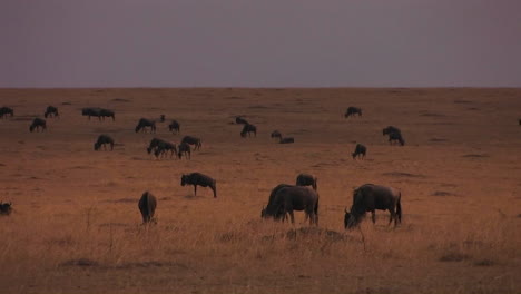 Eine-Herde-Gnus-Hält-An,-Um-Auf-Den-Ebenen-Zu-Grasen