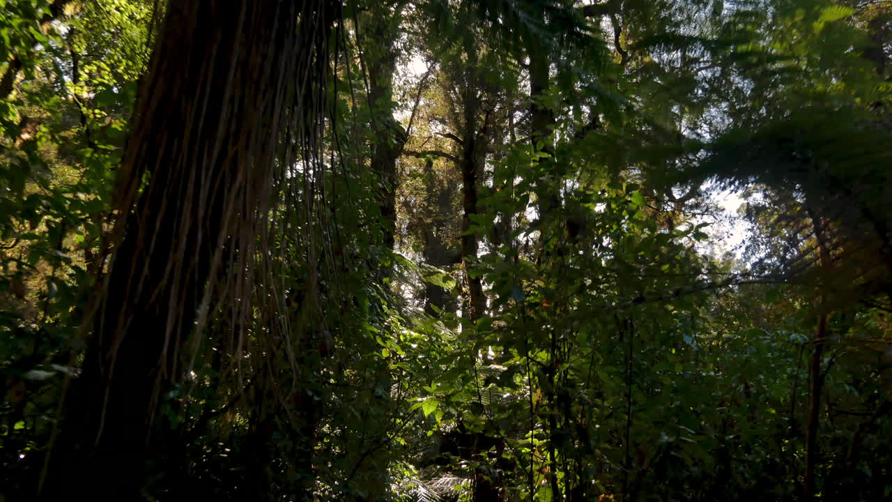 bengalas de sol entre la corona de las copas de los árboles en el bosque tropical salvaje en nueva zelanda