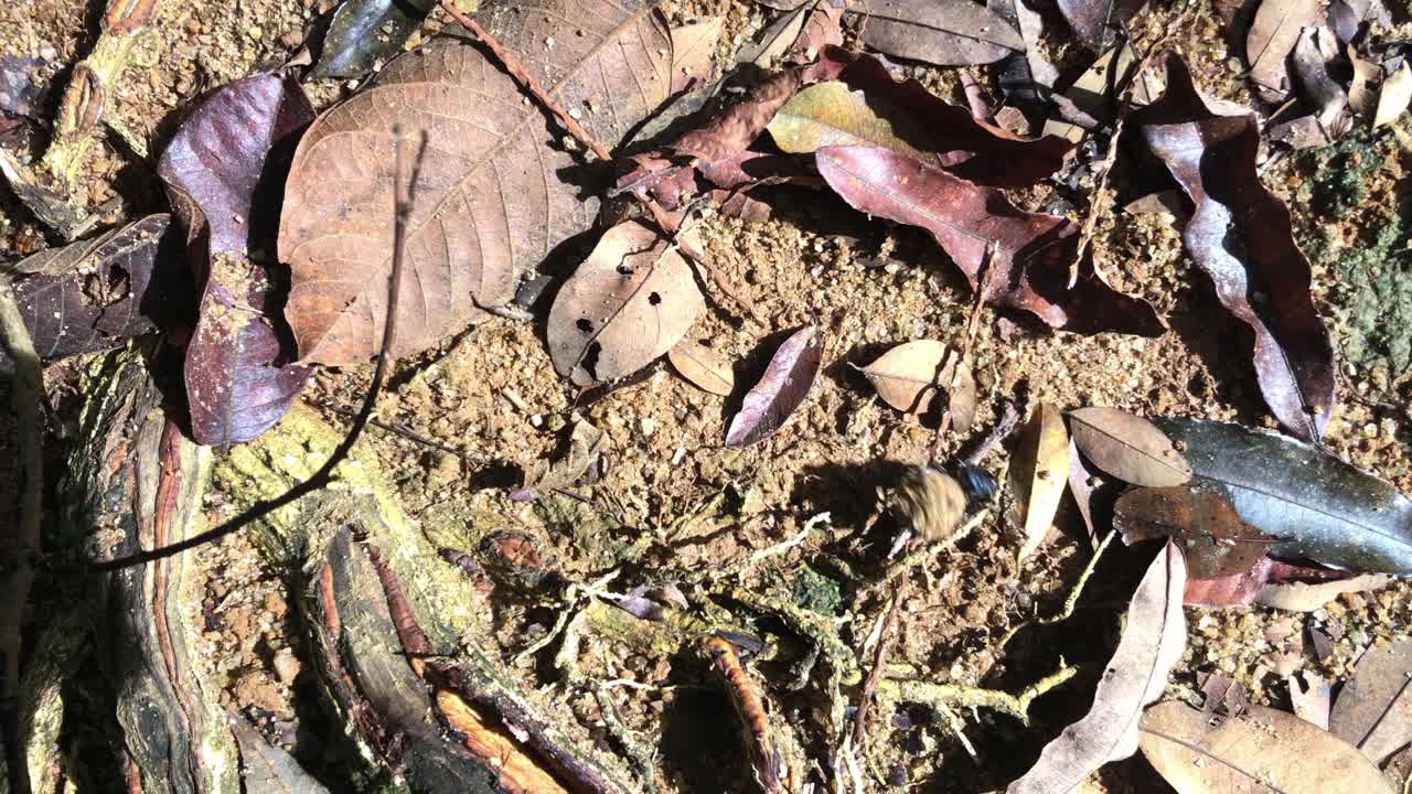 배설물 딱정벌레 조각 배설물의 조각