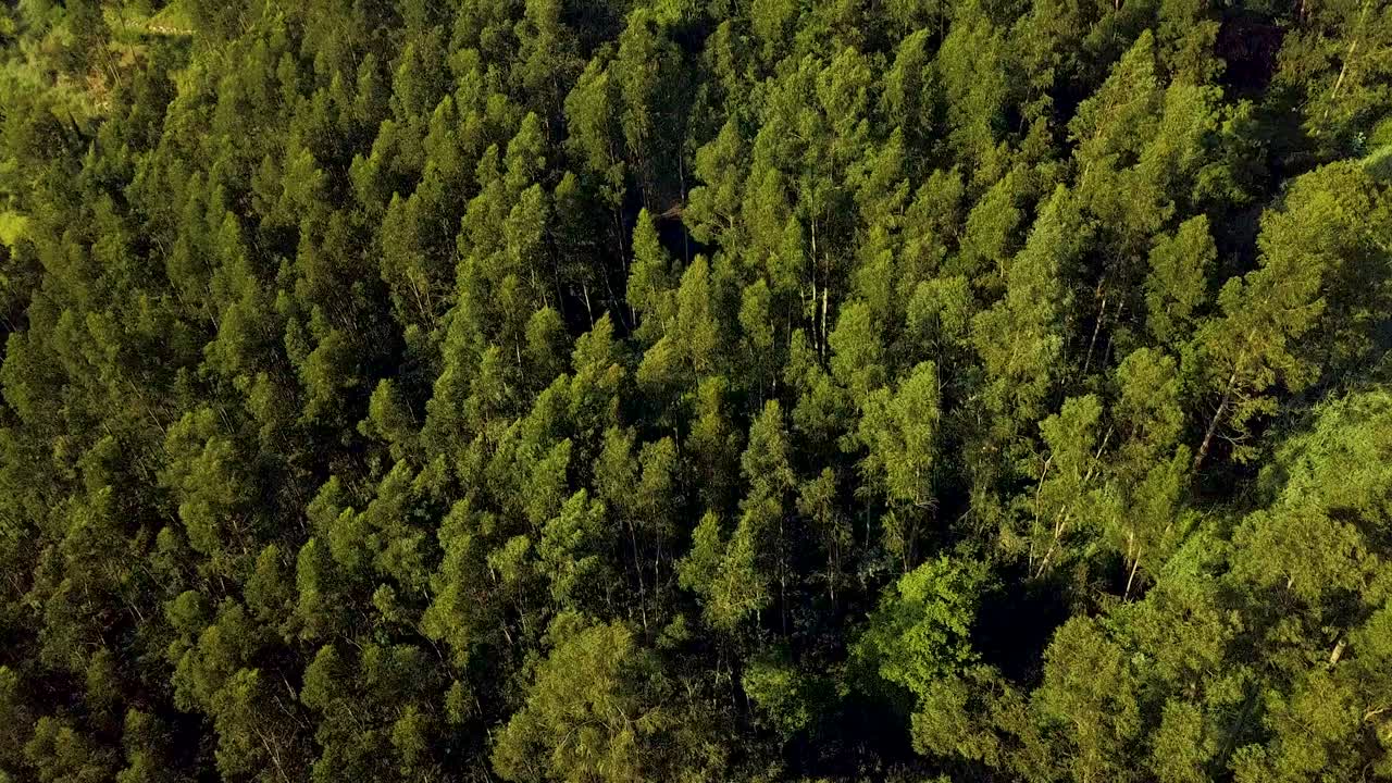 bosque sin fin, árboles balanceándose en el viento durante la puesta de sol