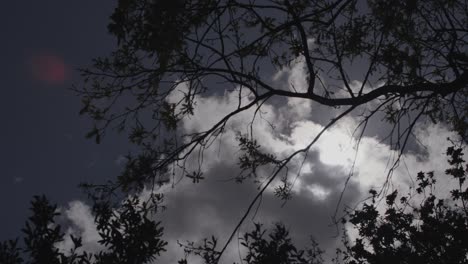 árboles retroiluminados y follaje con nubes suaves en el fondo que pasan rodando para revelar el sol y la bengala