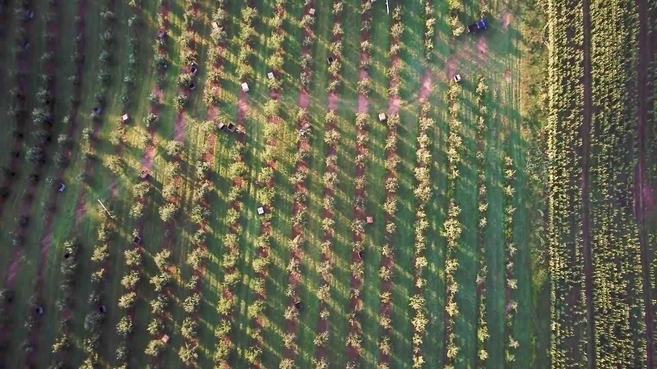 una vista aérea de un huerto