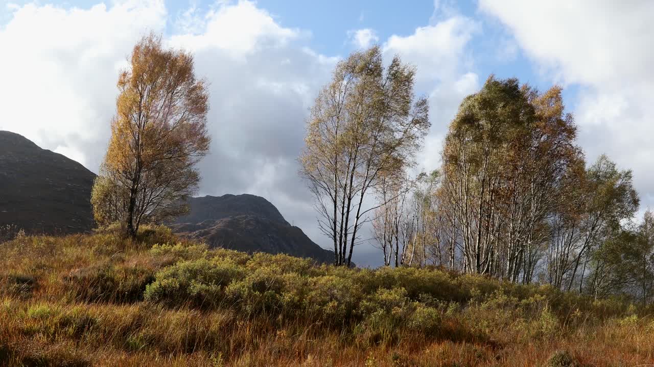 바람, 고원, 스코틀랜드에 부는 가을 또는 가을 자작 나무