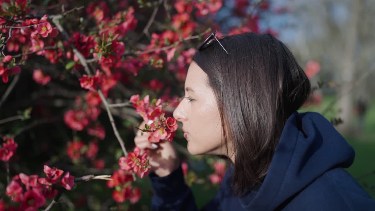 Female brunette smell fragrant blooming Chinese Quince shrub, Czech Republic