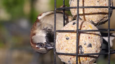 close up of a house sparrow feeding on a fat ball bird feeder