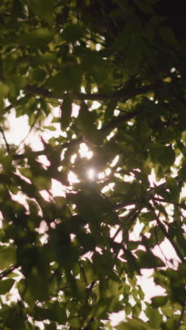 la luz del sol se filtra suavemente a través de las hojas verdes mientras revolotean en la brisa, proyectando intrincados patrones de luz y sombra, las ramas se balancean suavemente, creando una atmósfera cálida y pacífica