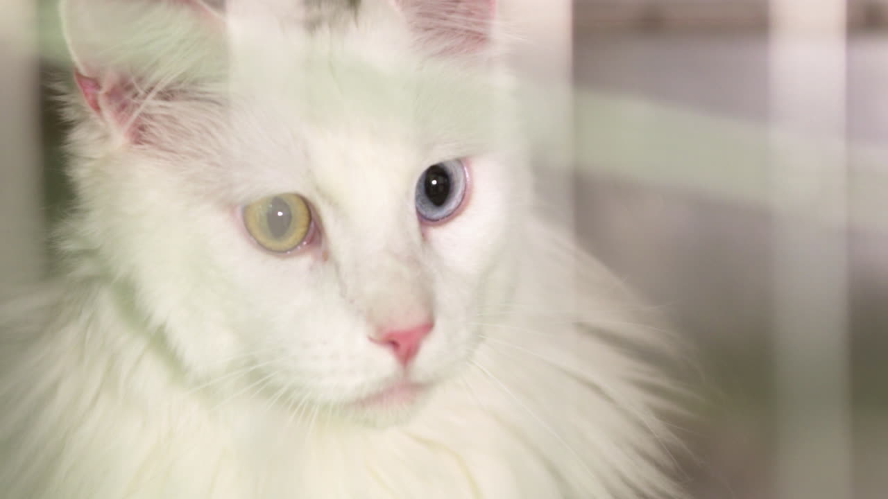 белая кошка с разными цветами глаз выглядит дружелюбно.