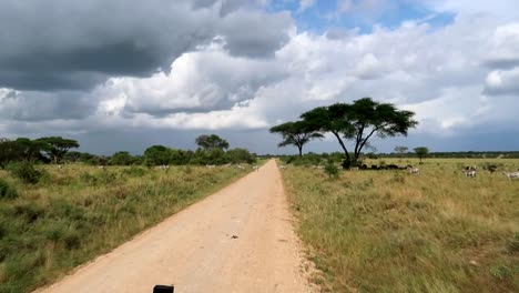 FPV-of-Safari-car-driving-in-Serengeti-National-Park,-zebras-crossing