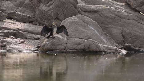 Flock-of-cormorant-birds-sitting-on-stone-at-lakeside