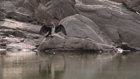 flock of cormorant birds sitting on stone at lakeside