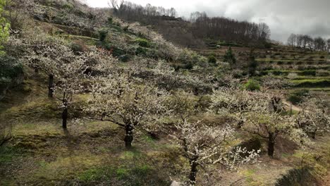 Hermoso-Brote-De-La-Flor-De-Cerezo-En-El-Valle-Del-Jerte,-España