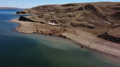 the herd of cows drinking water from the beautiful lake in prairies in alberta, canada