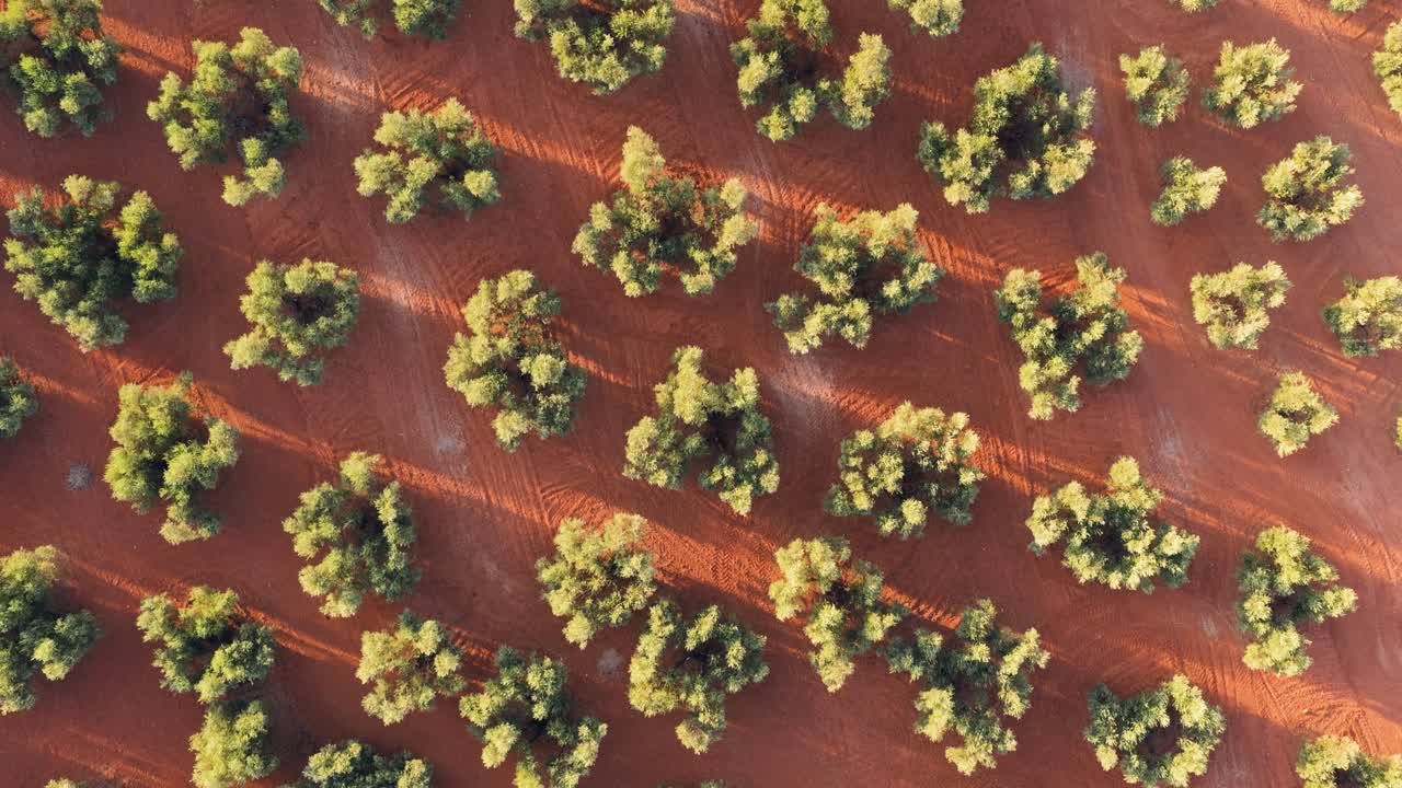 Aerial View of Olive Grove
