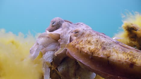 Riesige-Australische-Tintenfische-Sepia-Apama-Migration-Whyalla-Südaustralien-4k-Zeitlupe,-Paarung,-Eier-Legen,-Kämpfen,-Aggregation,-Unter-Wasser