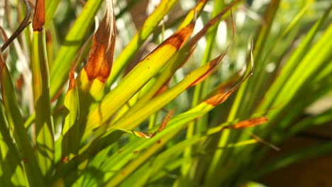 golden cane palm