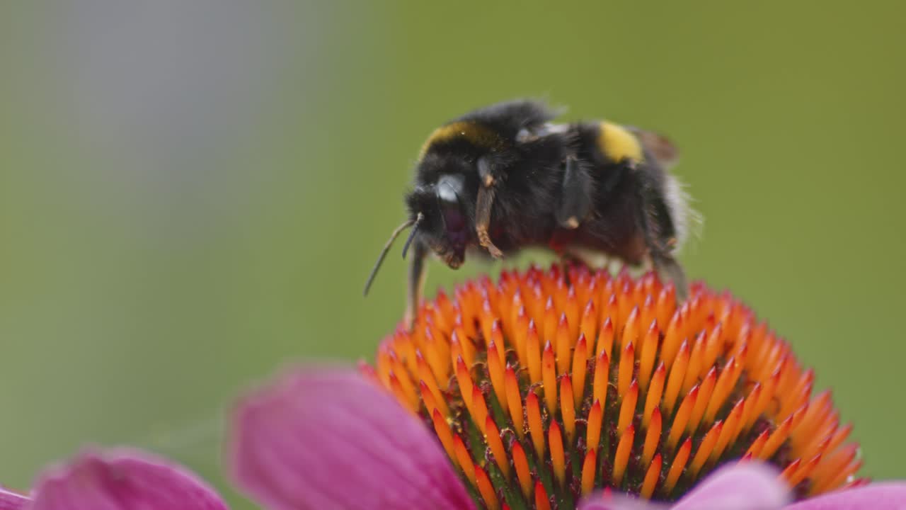 un abejorro en una flor de cono naranja