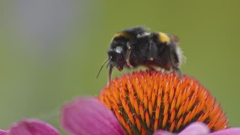 Eine-Hummel-Auf-Einer-Orangefarbenen-Kegelblume