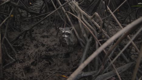 a raccoon carefully walks through the muddy ground of a mangrove forest, hidden between the roots.