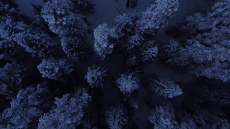 This-collection-of-stunning-video-clips-captures-the-serene-beauty-and-quietness-of-a-forest-blanketed-in-snow-and-encased-in-frost