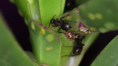 close-up de deux fourmis noires se nourrissant d'une plante succulente