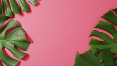 green monstera plant leaves on pink background with copy space