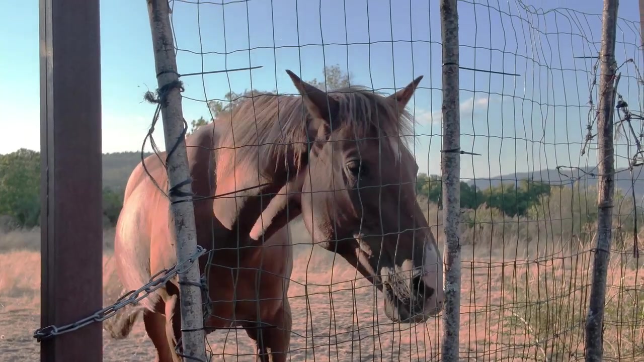 Maestoso cavallo marrone con una criniera bionda in piedi dietro una recinzione di filo in un pascolo rurale al tramonto.