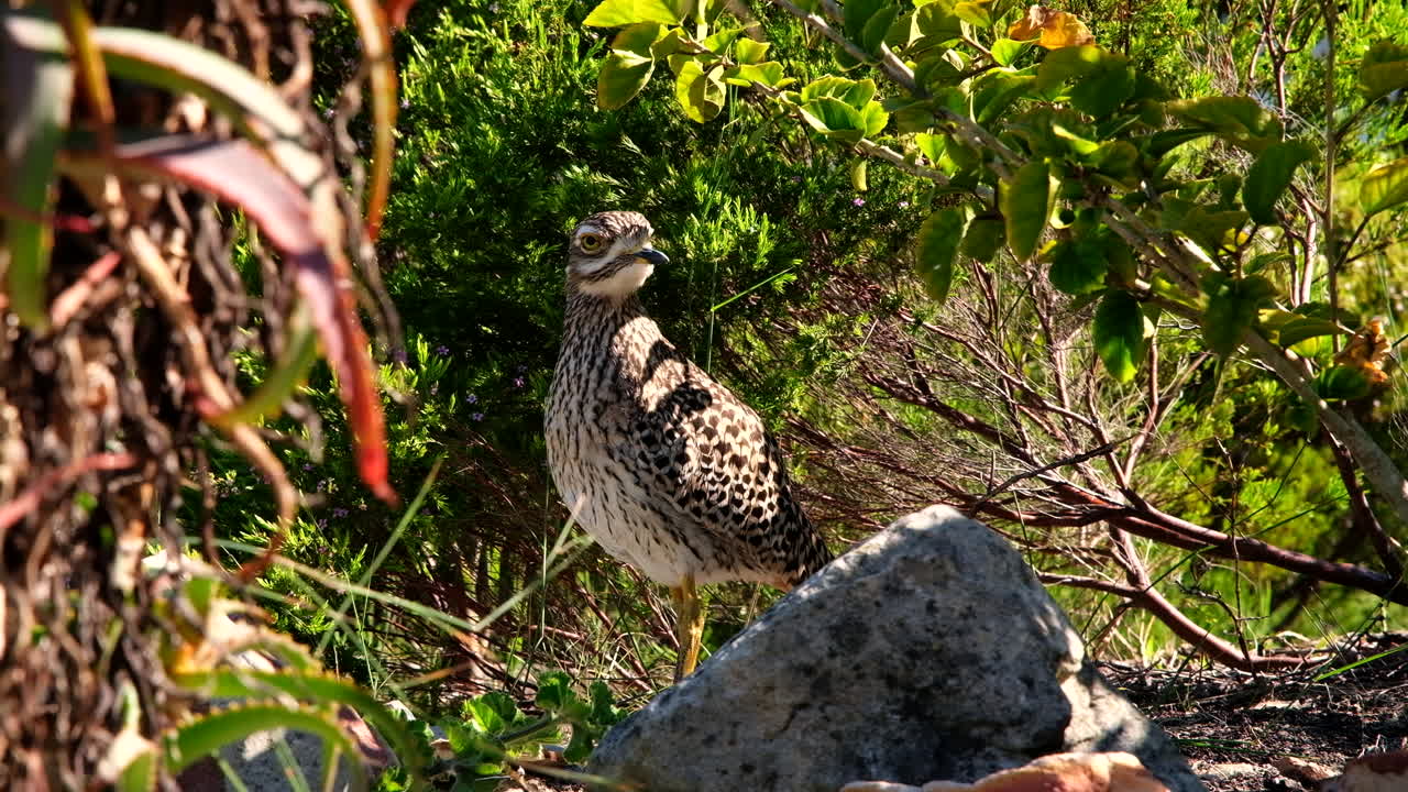 las rodillas gruesas manchadas y las miradas desafiantes en los arbustos, primer plano estático