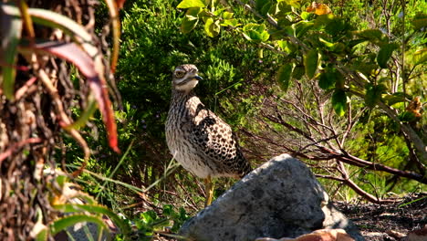 Spotted-thick-knee-stands-and-glares-defiantly-in-bushes,-static-close-up