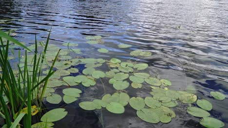 Waving-gently-lake-water-reeds-and-water-lily-leaves