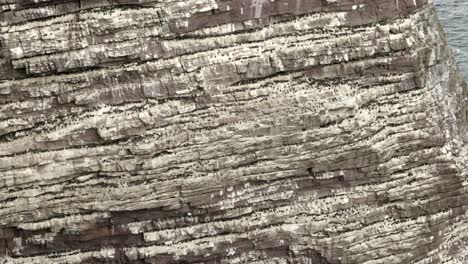 Slow-panning-shot-of-a-sea-cliff-of-the-great-stack-of-Handa-Island-covered-in-a-bustling-seabird-colony-full-of-guillemots,-kittiwake-and-razorbills-with-the-Atlantic-ocean-in-Scotland