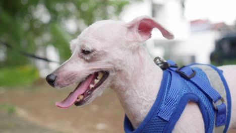 closeup of white bald toy poodle in dog body harness outdoor