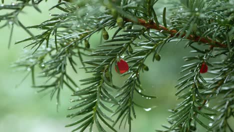 fir tree branch with red berry, rainy day, close up