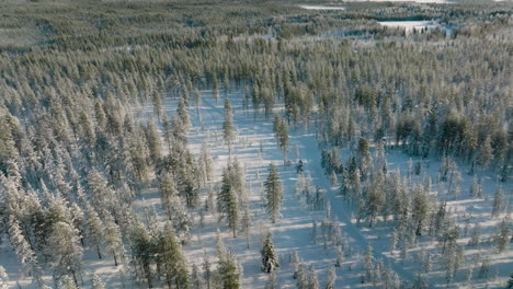 芬蘭羅瓦尼米 (rovaniemi) 冬天被雪覆蓋的森林中的松樹