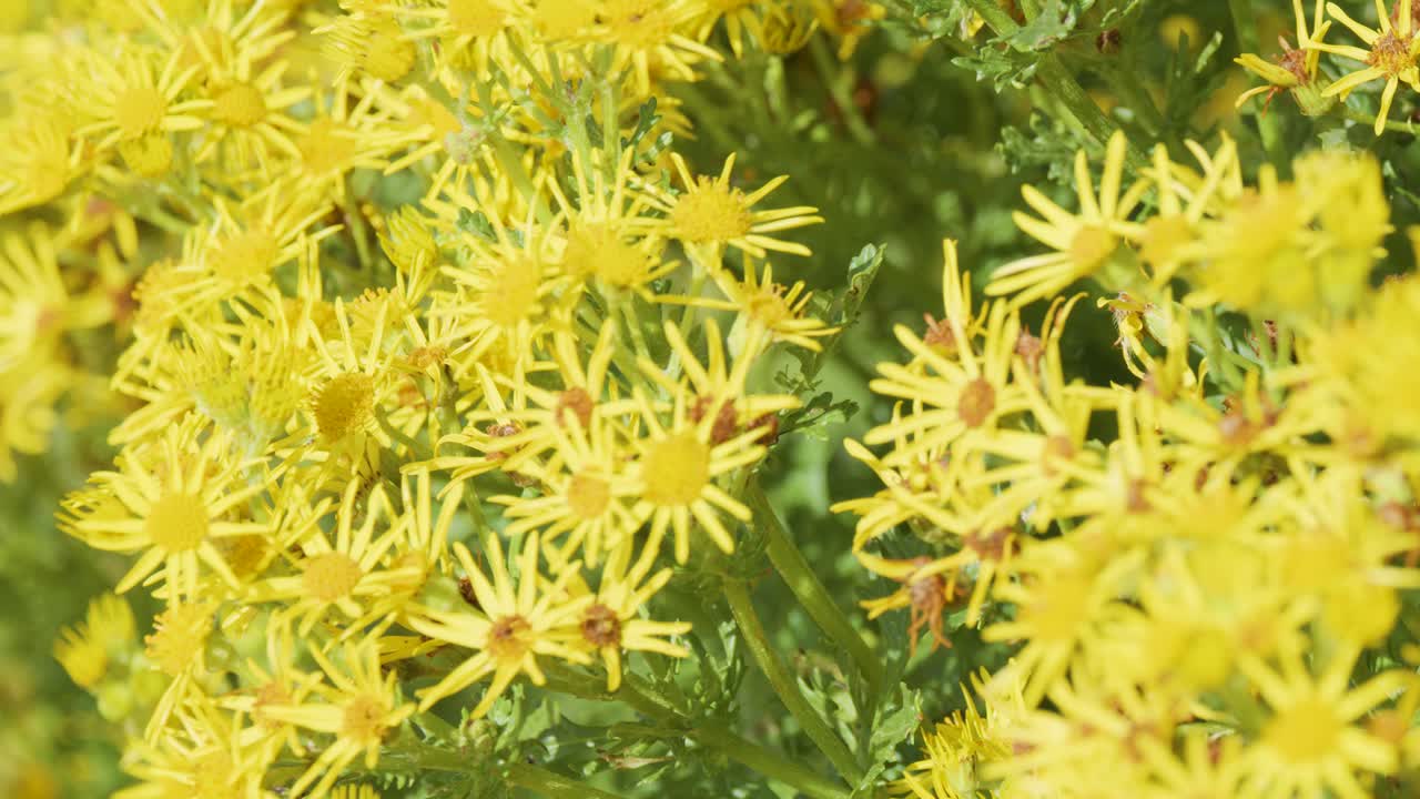 A gentle camera pan reveals dense clusters of yellow daisy-like wildflowers outdoors, bathed in bright natural sunlight with a soft, tranquil mood