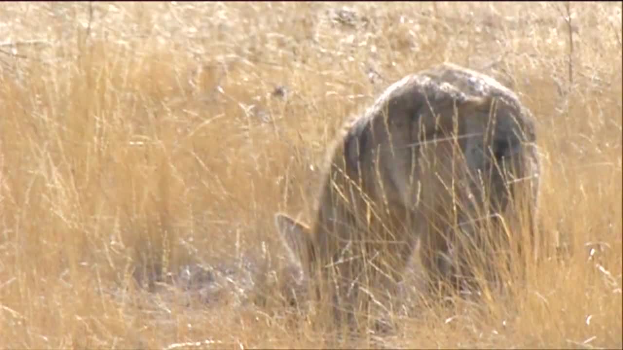 키 큰 잔디 1에서 코요테 사냥