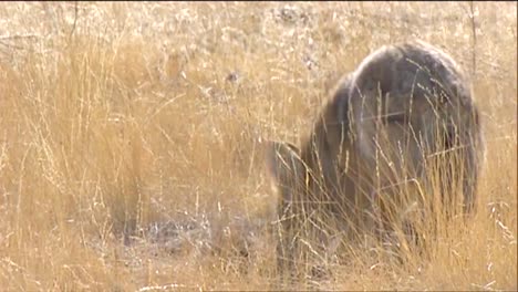 A-Coyote-Hunts-In-Tall-Grass-1